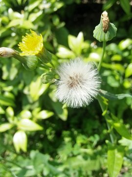dandelion in the grass |