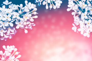 Fototapeta na wymiar Bright and colorful flowers lilac
