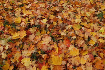 Herbst Bäume / Autumn trees