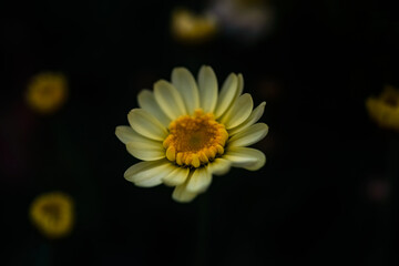 yellow flower on black