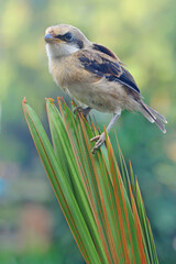 A long-tailed shrike
young (Lanius schach) is perched on a leaf.