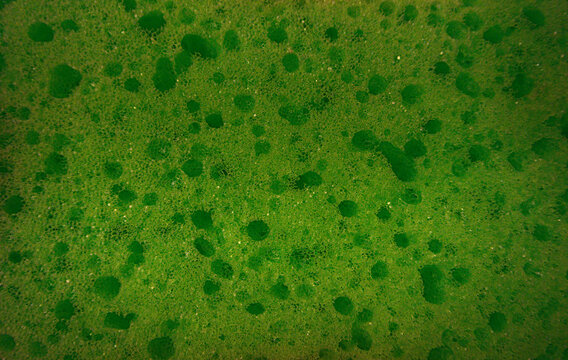 Green Sponge Texture