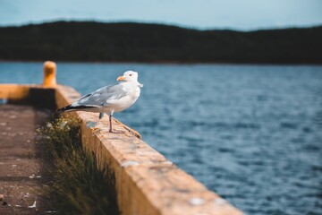 seagull on the pier
