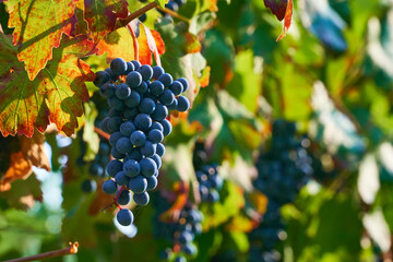 Lush Wine Grapes Clusters Hanging On The Vine. 