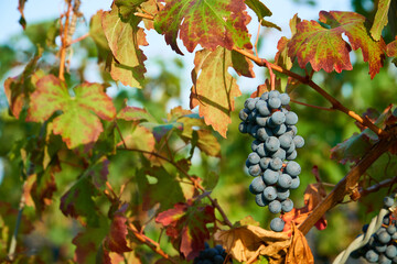 Lush Wine Grapes Clusters Hanging On The Vine. 