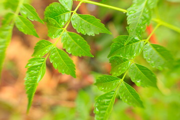 green leaves of a tree with dreamy soft look, green leaves, soft background, vintage,