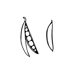 Green peas. Hand drawn vector illustration in sketch style. Black and white image of vegetables.