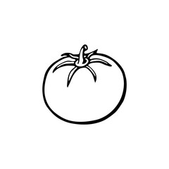 Tomato. Hand drawn vector illustration in sketch style. Black and white image of vegetables.