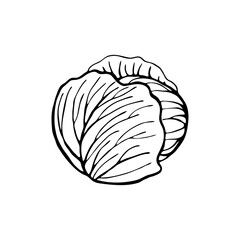 Cabbage. Hand drawn vector illustration in sketch style. Black and white image of vegetables.