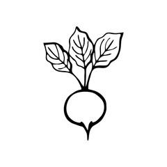 Radish. Hand drawn vector illustration in sketch style. Black and white image of vegetables.