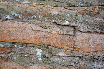 Tree bark background. Wooden texture for overlay.