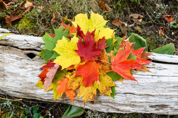 Maple leaves on a birch tree bark .