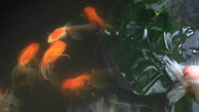 Goldfish swimming in the pond,with over ripple in water,selective focus,top view.
