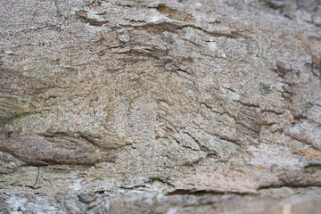 Obraz na płótnie Canvas Tree bark background. Wooden texture for overlay.