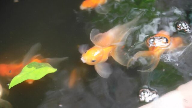 Goldfish swimming in the pond,with over ripple in water,selective focus,top view.