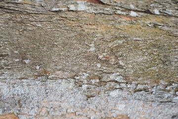 Tree bark background. Wooden texture for overlay.