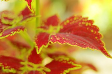 red autumn leaves, pink petals , flowers, red, autumn, bokeh