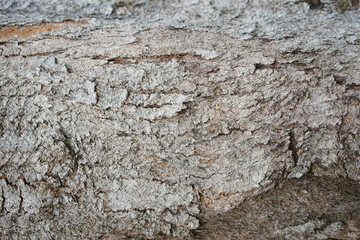 Obraz na płótnie Canvas Tree bark background. Wooden texture for overlay.