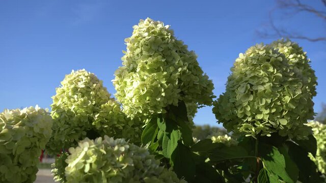 Beautiful white-green flowers of hydrangea paniculata in the sunbeams on a background of blue sky close-up.Flowering bushes in a summer garden. 4K.