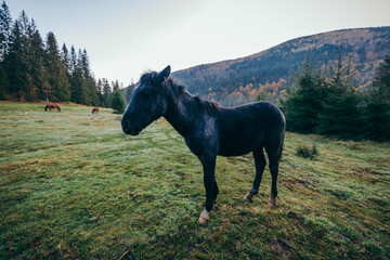A brown horse standing on top of a grass covered field
