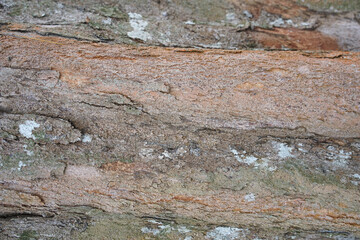 Tree bark background. Wooden texture for overlay.
