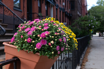 Fototapeta na wymiar Beautiful Flowers along a Neighborhood Sidewalk in Hamilton Park of Jersey City with Old Brick Homes 