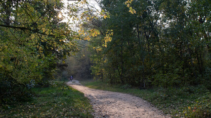 A  path in the autumn forest, silhouettes of mushroom pickers can be seen far away. The sun is setting, the nice warm evening.