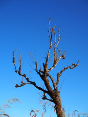 tree branches against blue sky