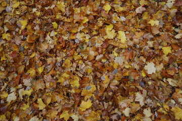 Fall foliage, leaves in orange, gold and red as a close up background in autumn.