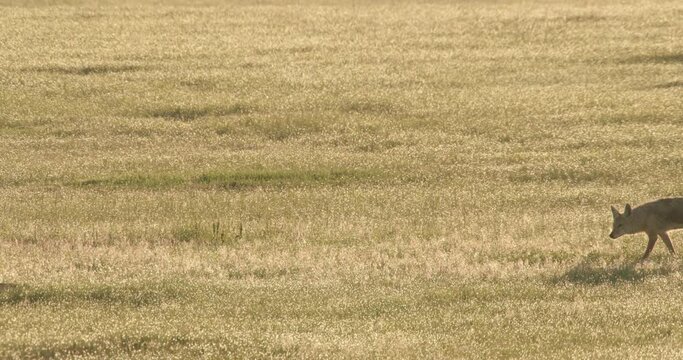 Footage of coyote on prairie, South Dakota, USA