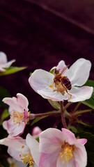 bee pollinates pink flowers