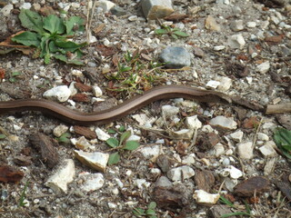 Slow Worm (Anguis Fragilis) in the New Forest, Hampshire, UK