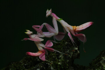 The beauty of orchid mantis (Hymenopus coronatus).
