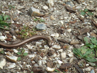 Slow Worm (Anguis Fragilis) in the New Forest, Hampshire, UK