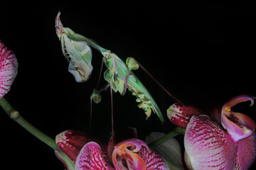 A praying mantis (Idolomantis diabolica) is looking for prey on a cactus tree.