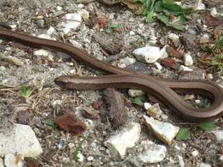Slow Worm (Anguis Fragilis) in the New Forest, Hampshire, UK