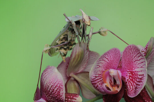 A praying mantis (Idolomantis diabolica) is looking for prey on a cactus tree.