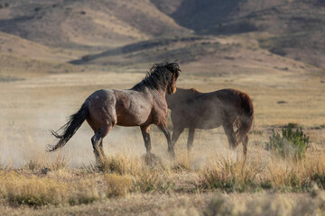 Wild Horse Stallions Fighting in the Utah Desert