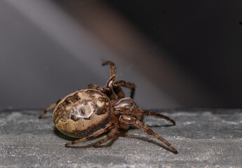 Orb Weaver Spider