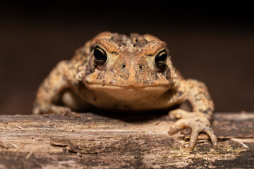 Closeup of toad face