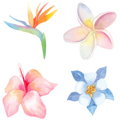 Watercolor illustration set. Strelitzia, plumeria, hibiscus. Tropical plants. Exotic flowers. Isolated.