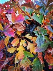 Red, yellow, green autumn leaves