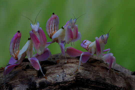 The beauty of orchid mantis (Hymenopus coronatus).