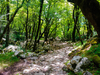 footpath in the forest