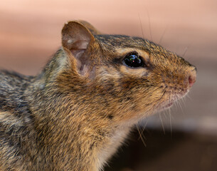 Closeup of chipmunk side profile
