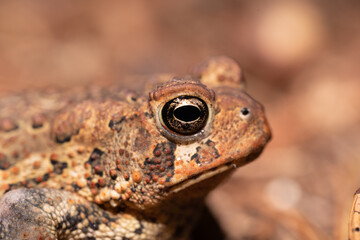 Closeup of toad face