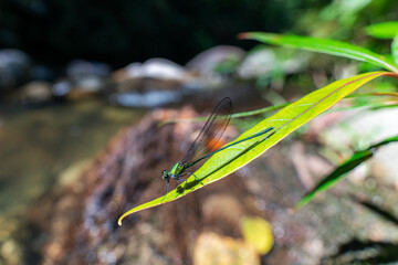 damselfly on a leaf