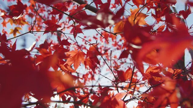 Red autumn leaves blowing in the wind, slow motion