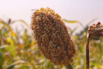 Sorghum Panicle