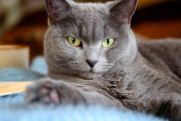 A beautiful grey Scottish cat is lying on a sweater next to a book. Concept of home life. Selective focus